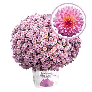 Afbeelding van Bolchrysant P19 "Geen Kleur"!!! Pink